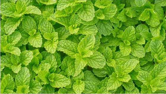 Cina Produttore olio essenziale di menta piperita di alta purezza