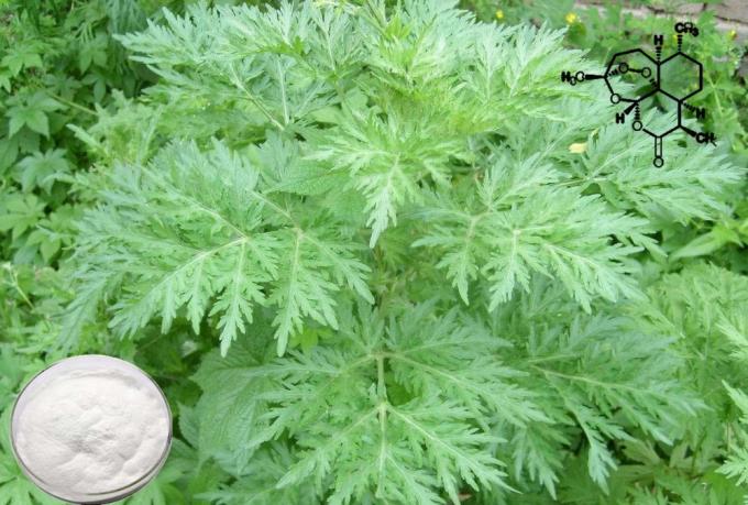 Erba Pura CAS 63968-64-9 Estratto di Artemisia Annua C15H22O5 2