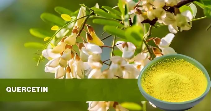 Estratto vegetale Quercetina in polvere 98% Sophora Japonica Estratto CAS 117-39-5 0