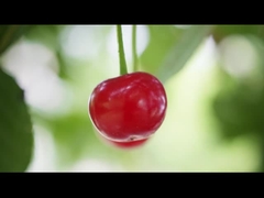 concentrate cherry fruit flavor for vape e-cig